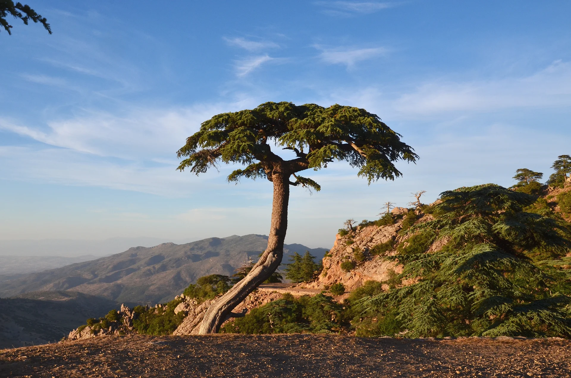 Parc National de Theniet El Had Parc National de Theniet El Had — Parc National Theniet El Had (Algérie)