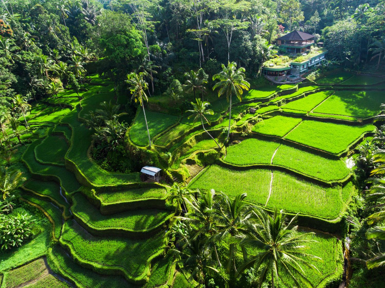 Rizière en terrasses de Tegallalang