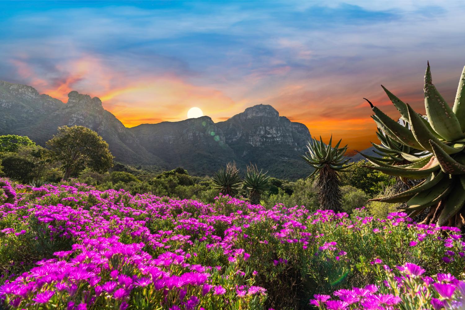 Kirstenbosch National Botanical Gardens