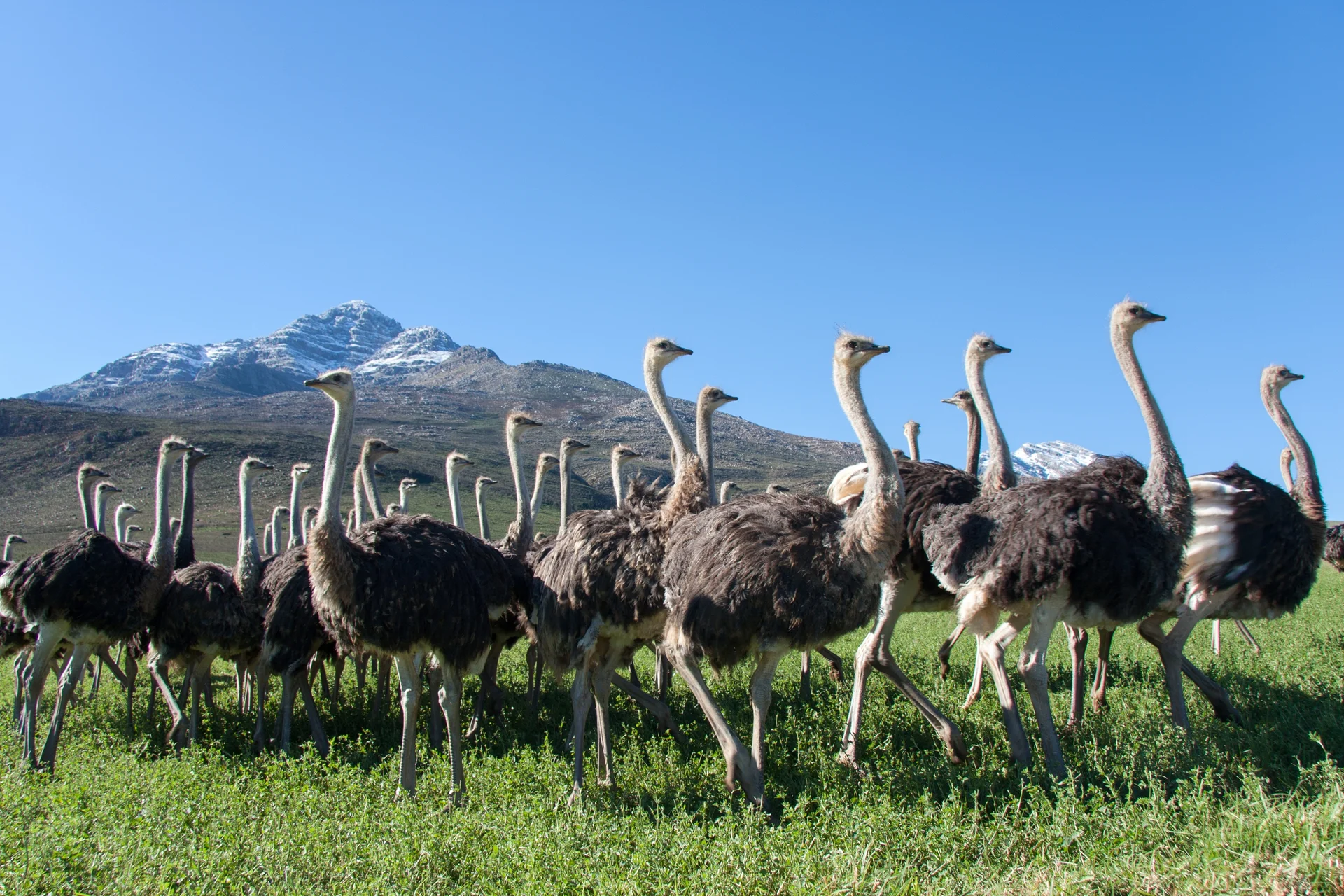 Oudtshoorn