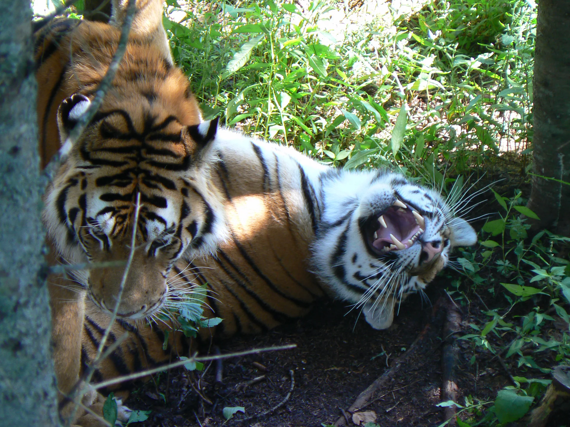 Zoo de St Félicien