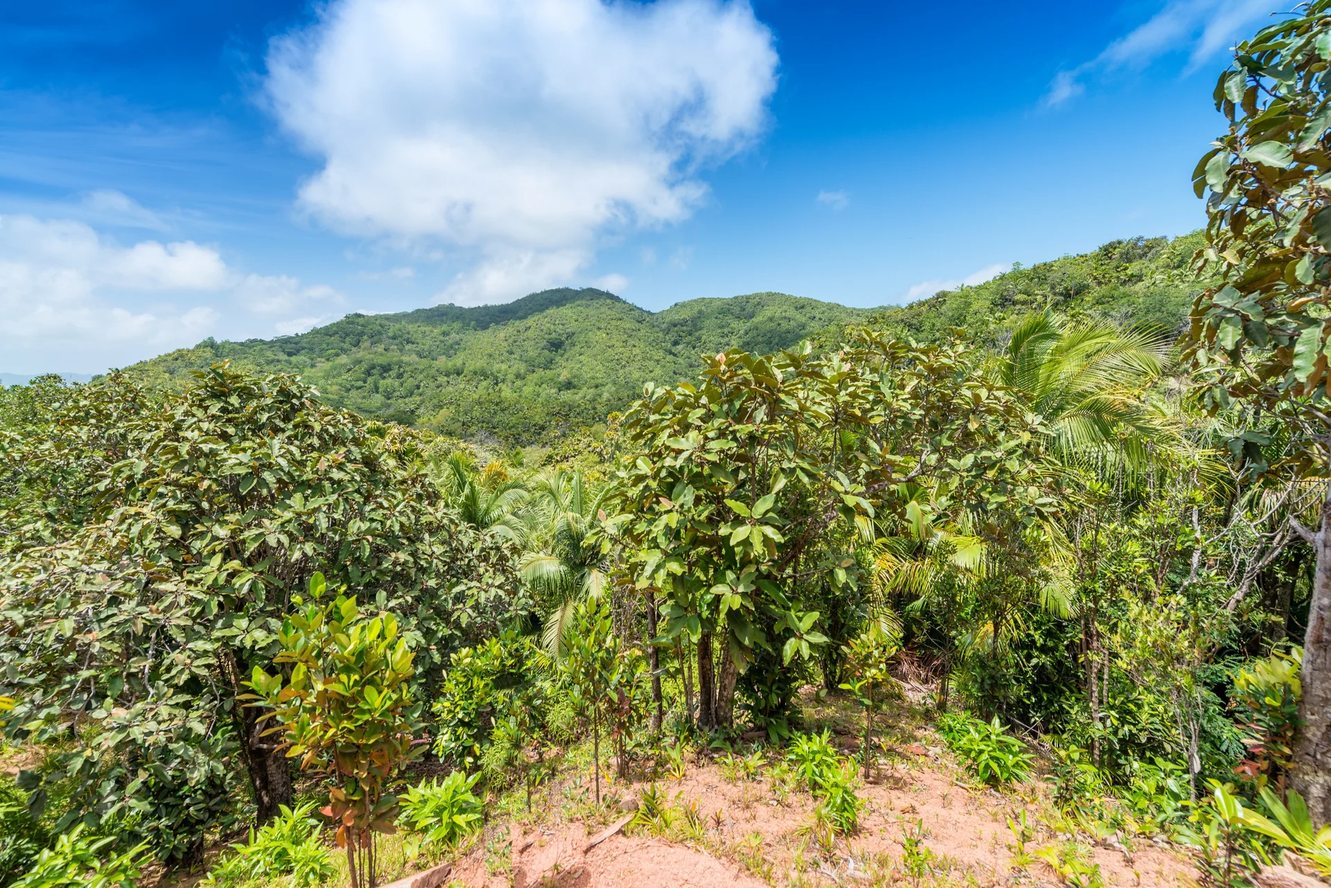 Vallée de Mai à Praslin