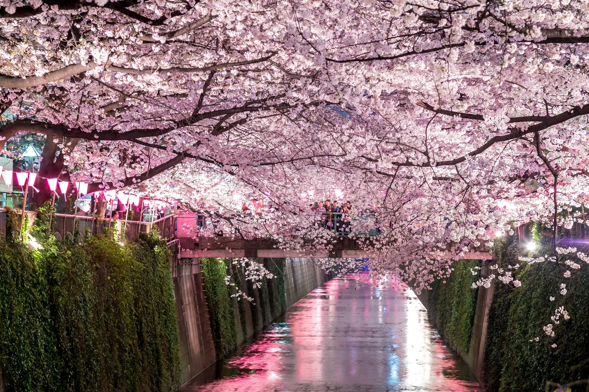 Rivière Meguro à Tokyo — Rivière Meguro à Tokyo (Japon)