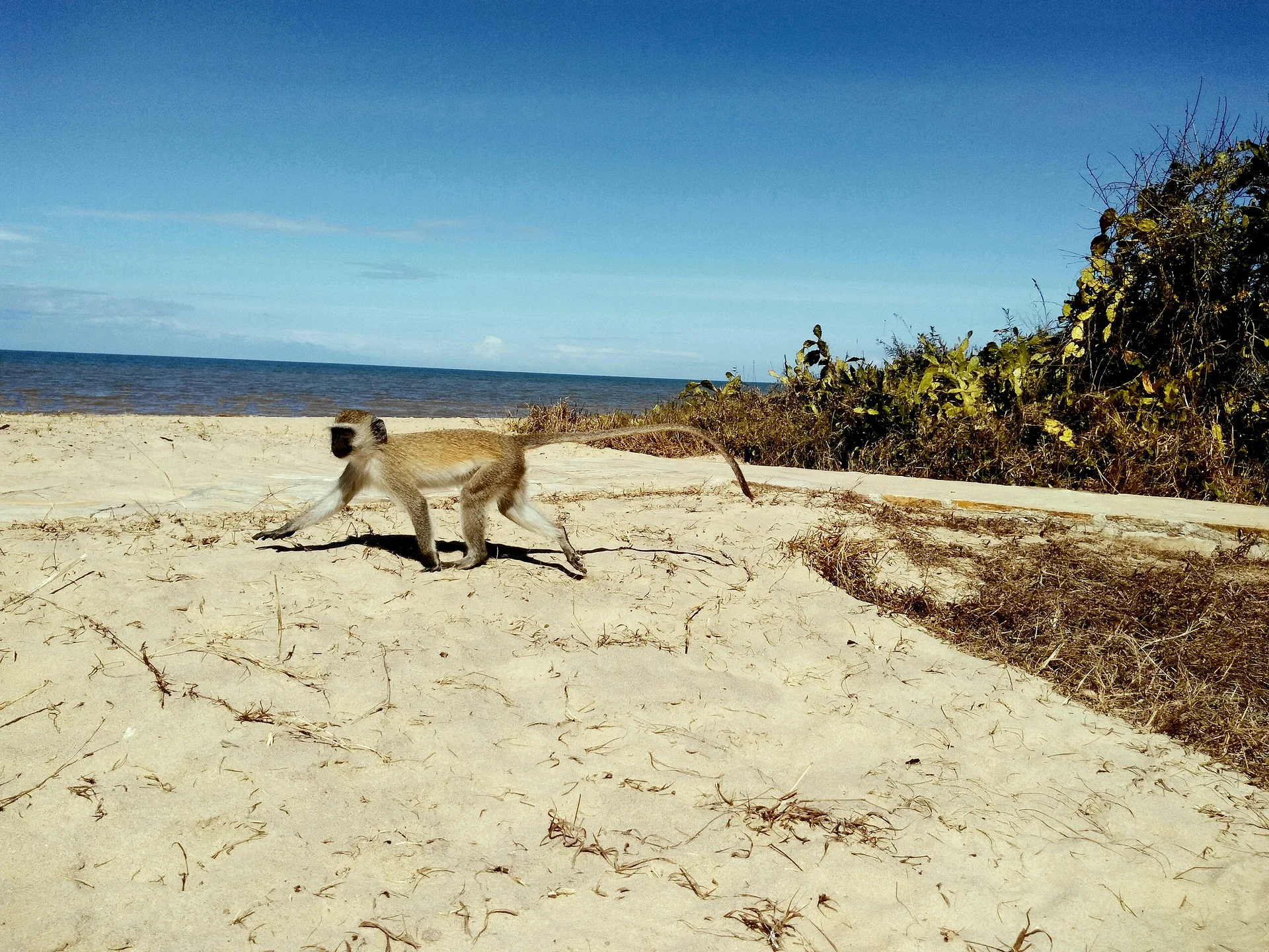 Plage du parc national Saadani Plage du parc national Saadani — Parc National de Saadani (Tanzanie)