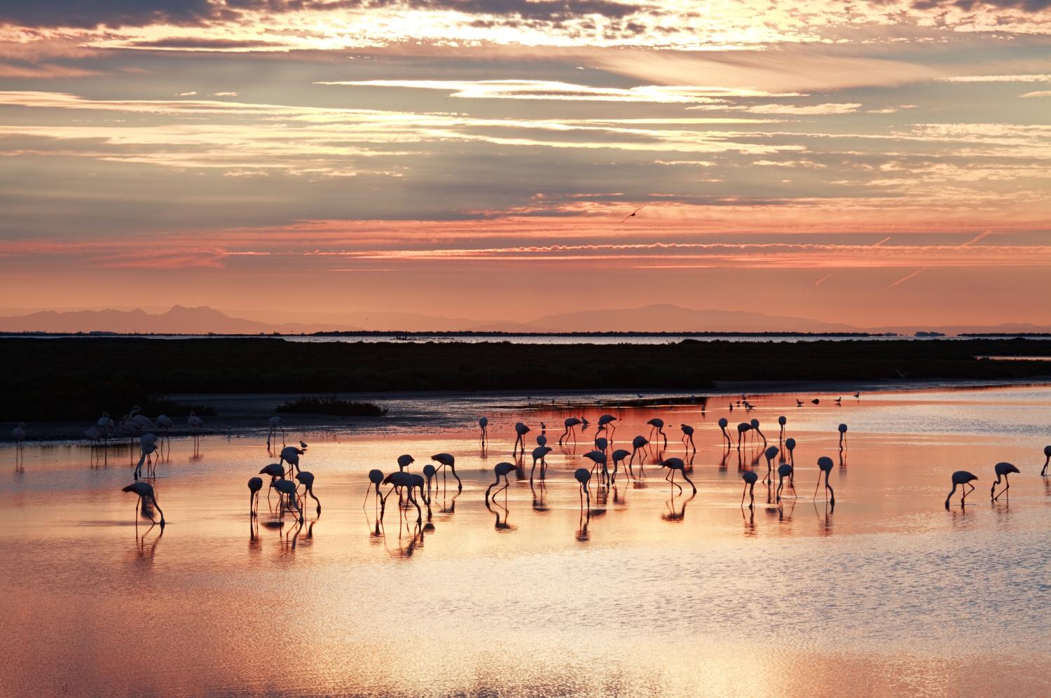 Parc naturel régional de la Camargue