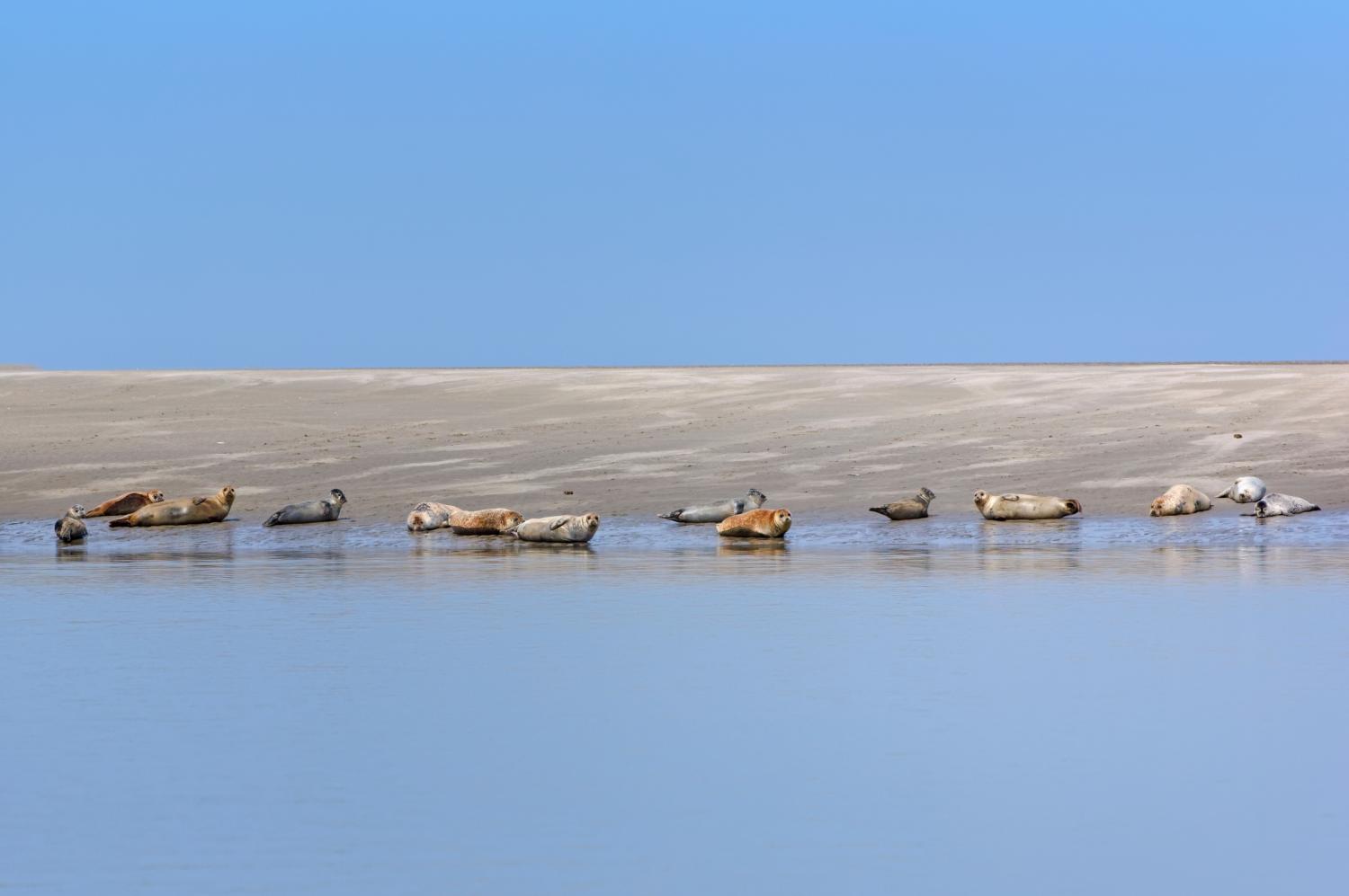 Groupe de phoques sur la Baie de Somme