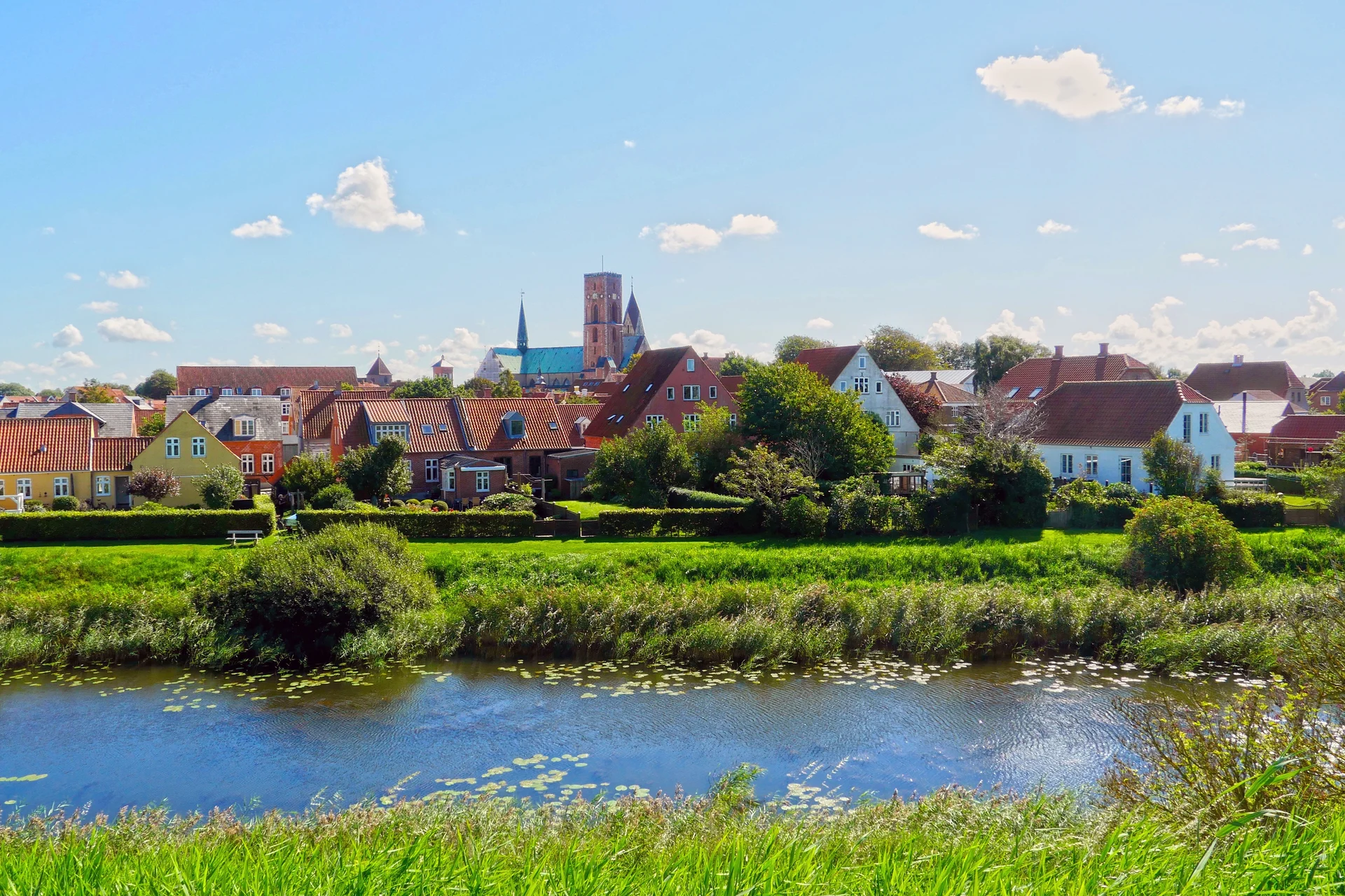 Ribe