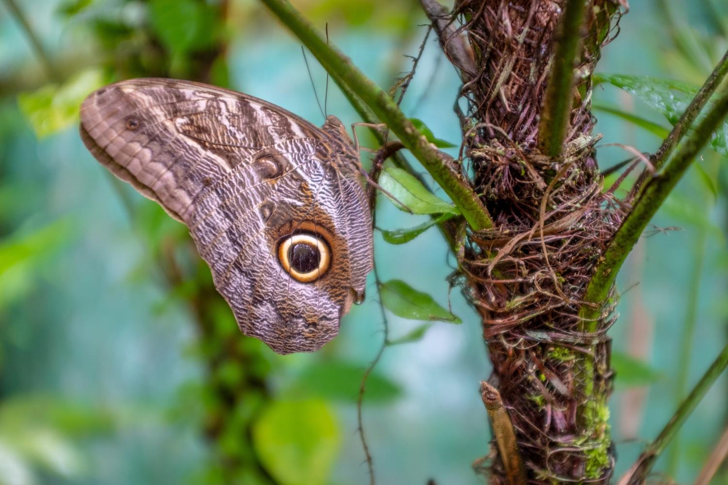 Mariposario de Machu Picchu