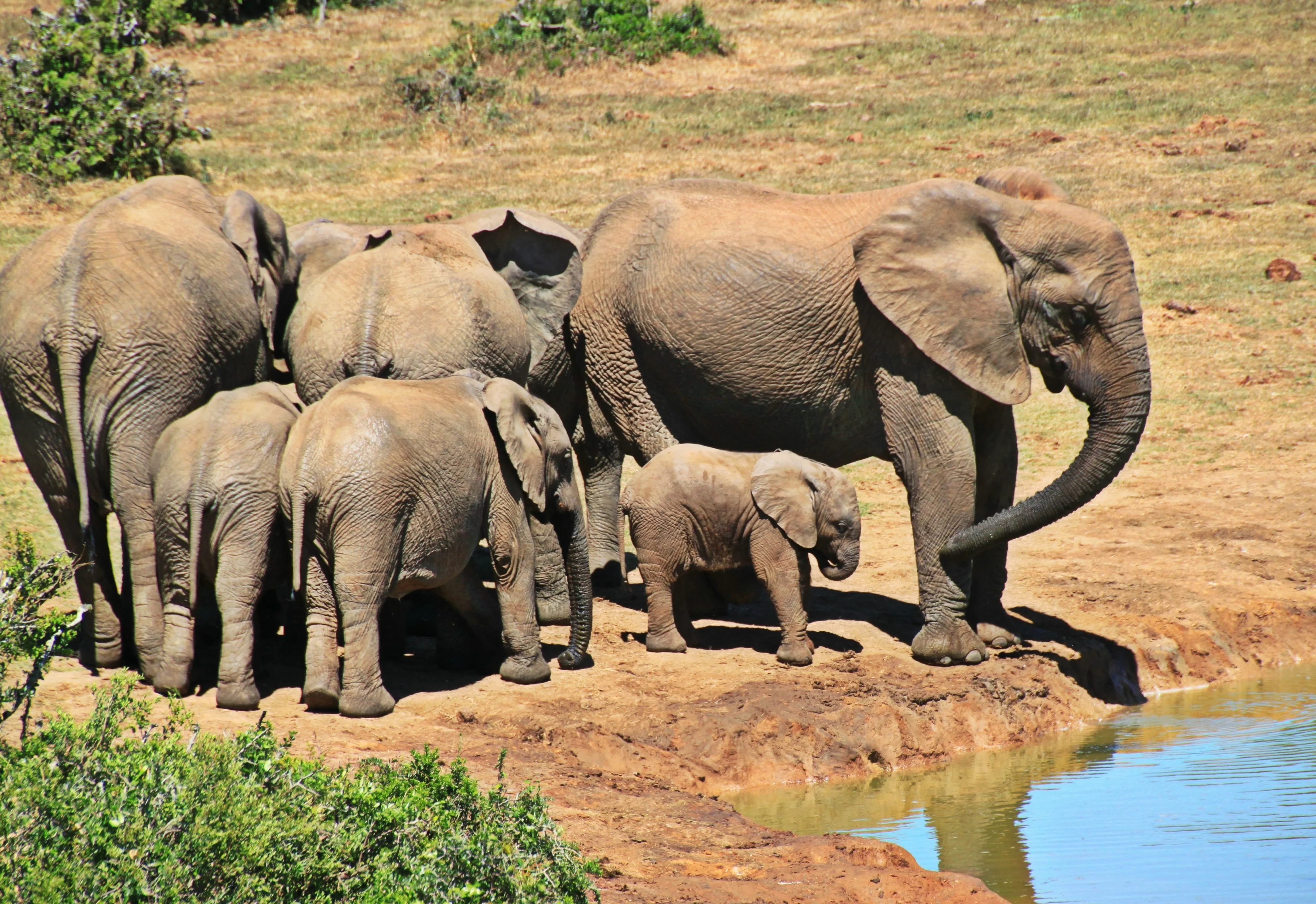Parc Kruger