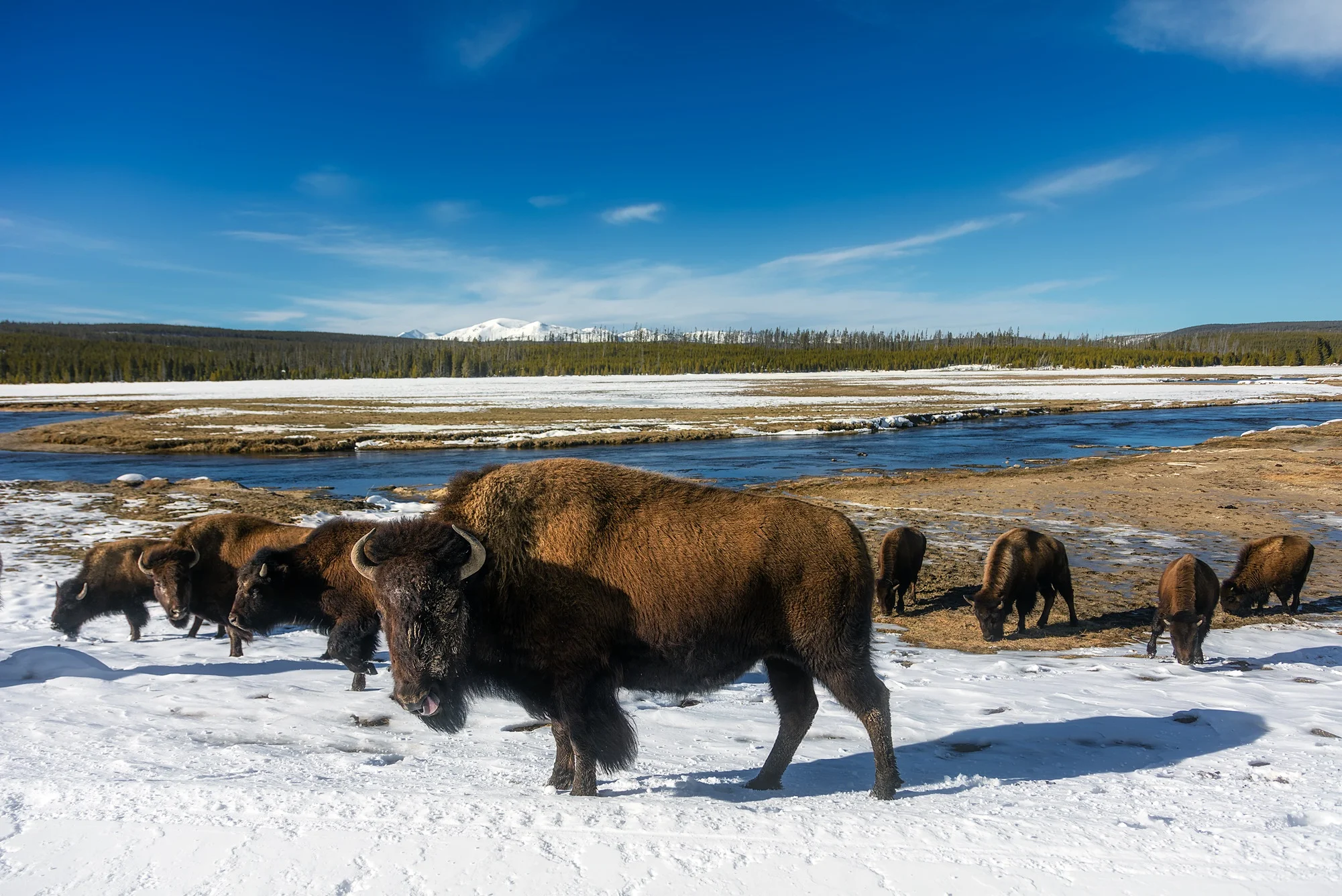 Bisons du Yellowstone