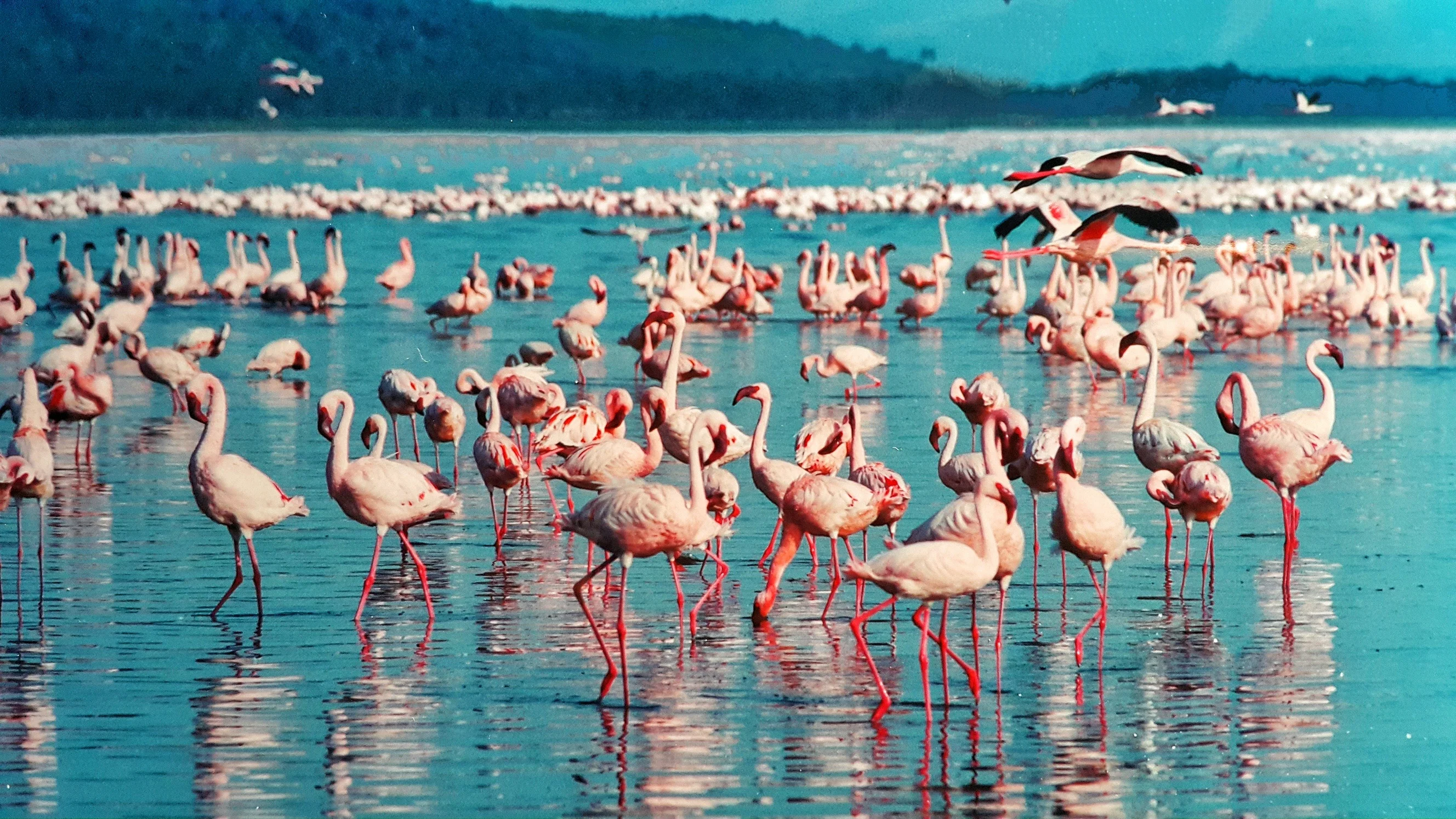 Flamants roses du Lac Nakuru