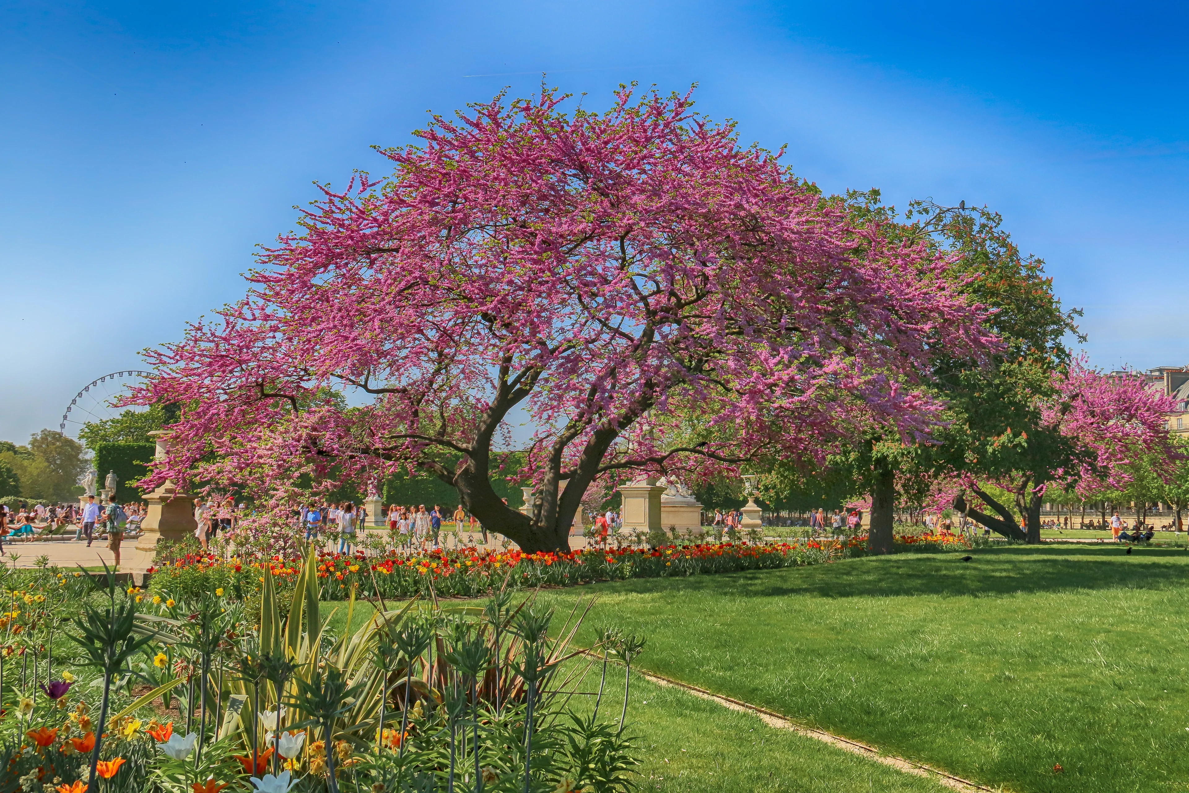Jardin des Tuileries à Paris