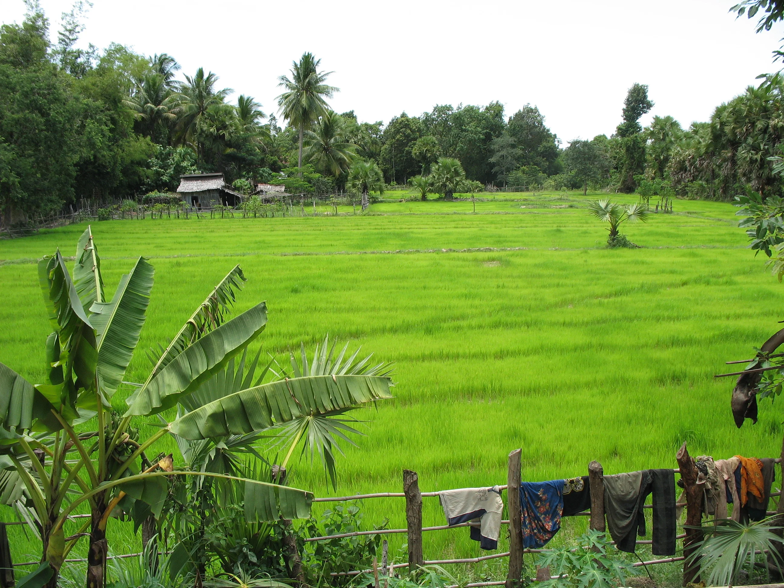 Rizière de Pouthisat