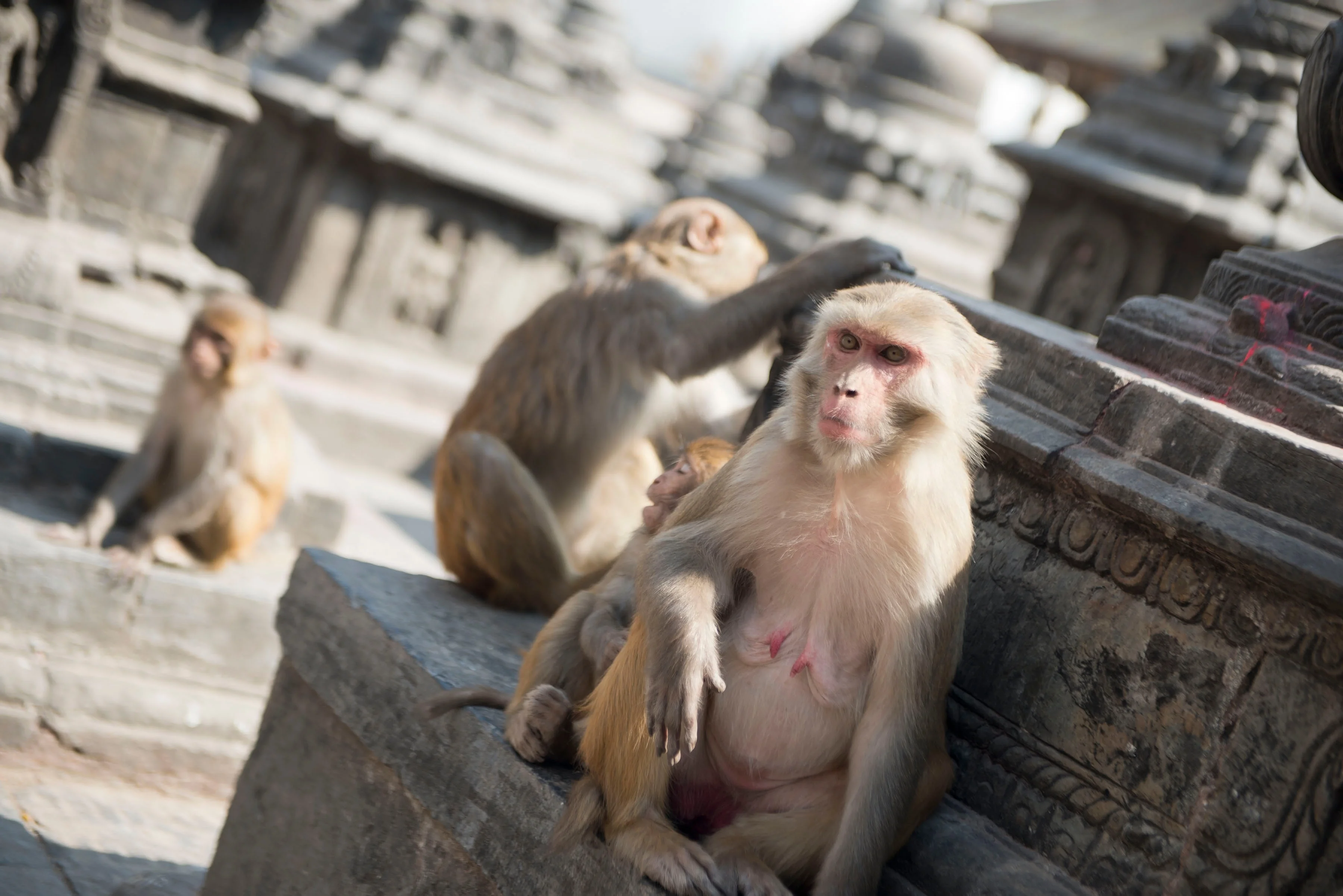 Temple des Singes Swayambhunath