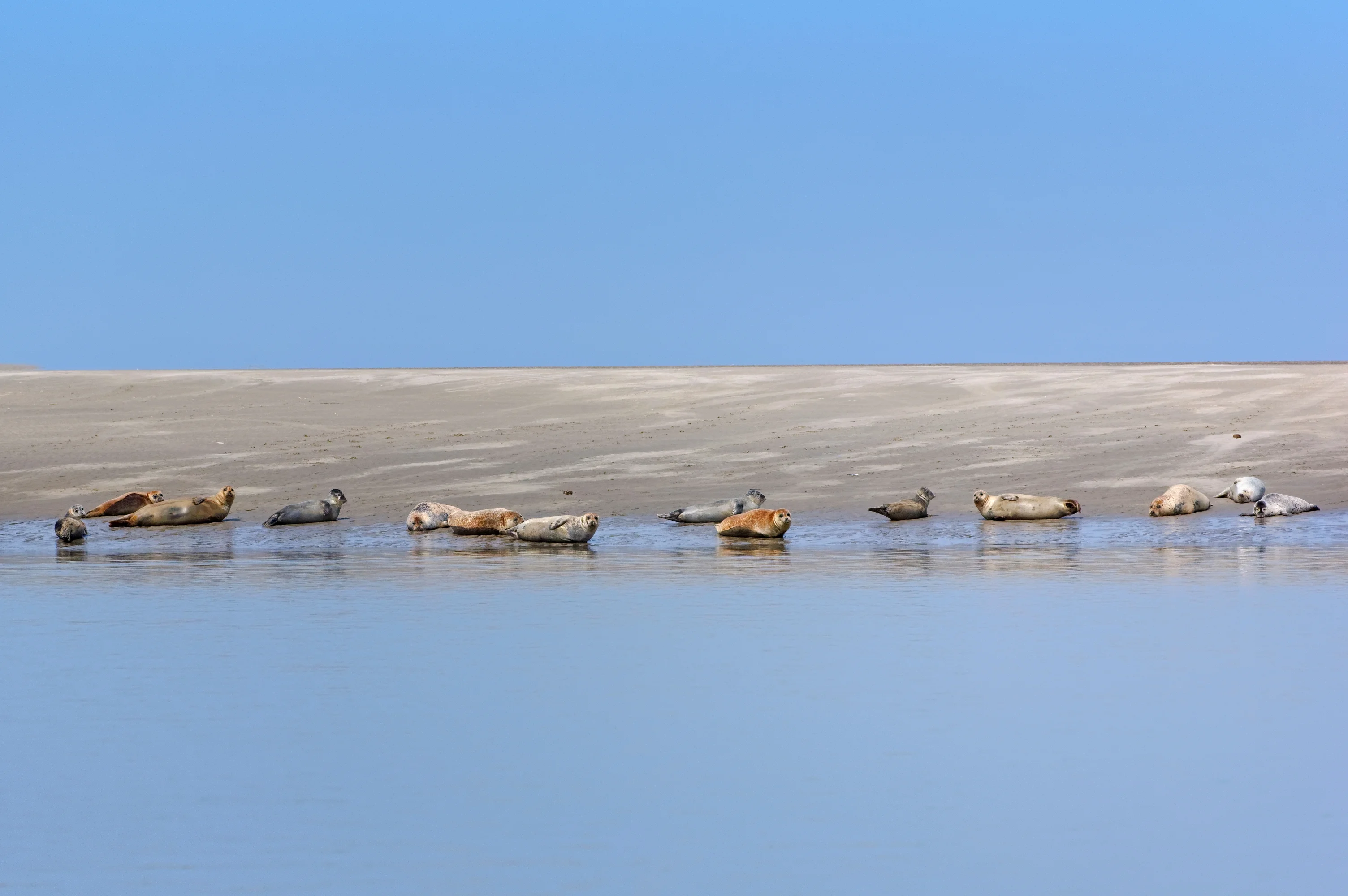 Groupe de phoques sur la Baie de Somme
