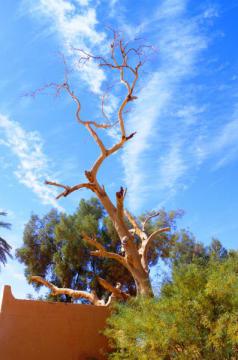 l'eucalyptus desséché