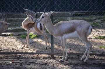 la gazelle