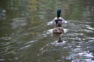 Canard col vert