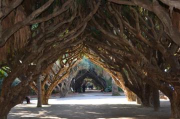 Sous l'ombre des dracaenas