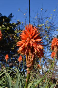 La flore du jardin