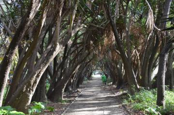 l'Allée des dracaenas