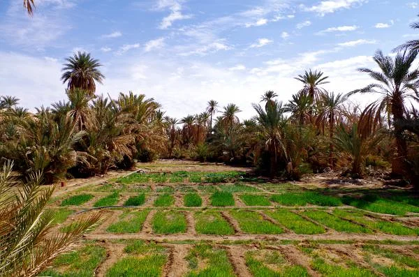 Champs de l'oasis — Béchar (Algérie)