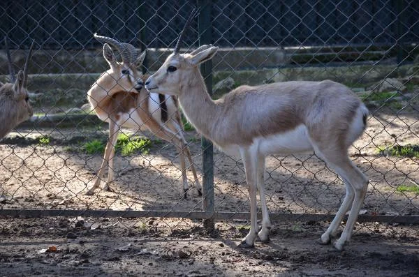 la gazelle — Jardin d'essai (El-Hamma) (Algérie)