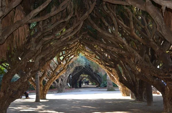Sous l'ombre des dracaenas — Jardin d'essai (El-Hamma) (Algérie)