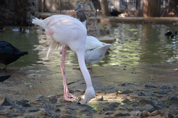 Les flamants rose — Jardin d'essai (El-Hamma) (Algérie)