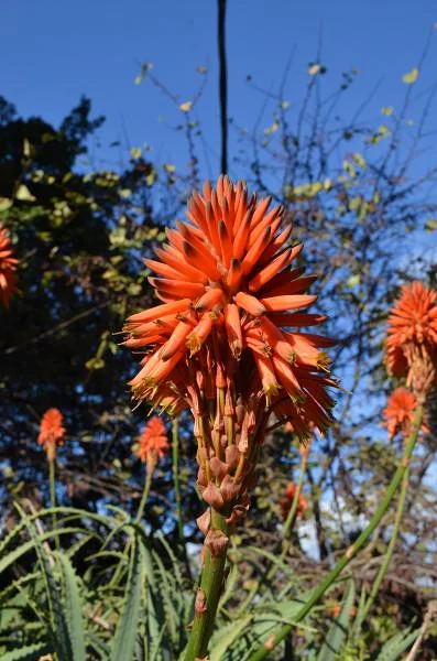 La flore du jardin — Jardin d'essai (El-Hamma) (Algérie)