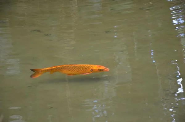 Poisson rouge — Jardin d'essai (El-Hamma) (Algérie)