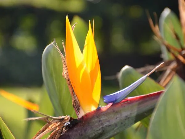 Petite fleur jaune — Jardin d'essai (El-Hamma) (Algérie)