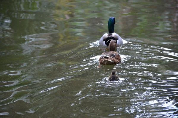 Canard col vert — Jardin d'essai (El-Hamma) (Algérie)
