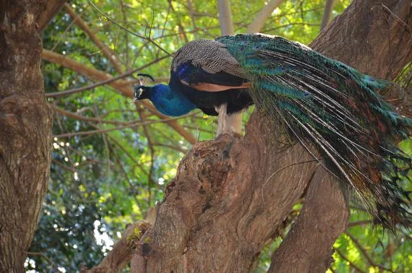 Paon bleu
