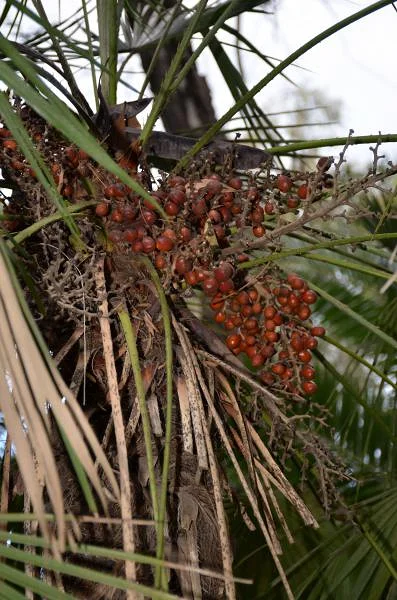 Des friandises — Jardin d'essai (El-Hamma) (Algérie)