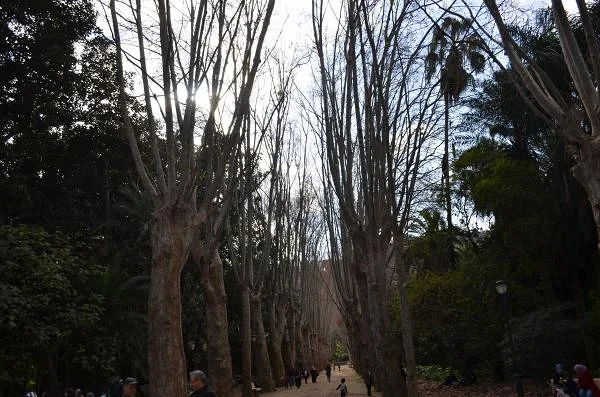 L'allée aux platanes — Jardin d'essai (El-Hamma) (Algérie)
