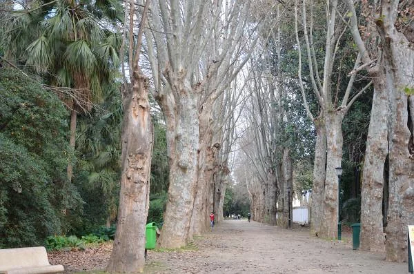 Allée du jardin — Jardin d'essai (El-Hamma) (Algérie)