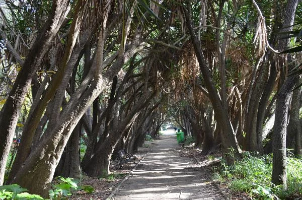 l'Allée des dracaenas — Jardin d'essai (El-Hamma) (Algérie)