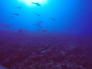 Mur de Requins