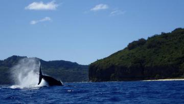 Saut de Baleine