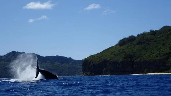 Saut de Baleine