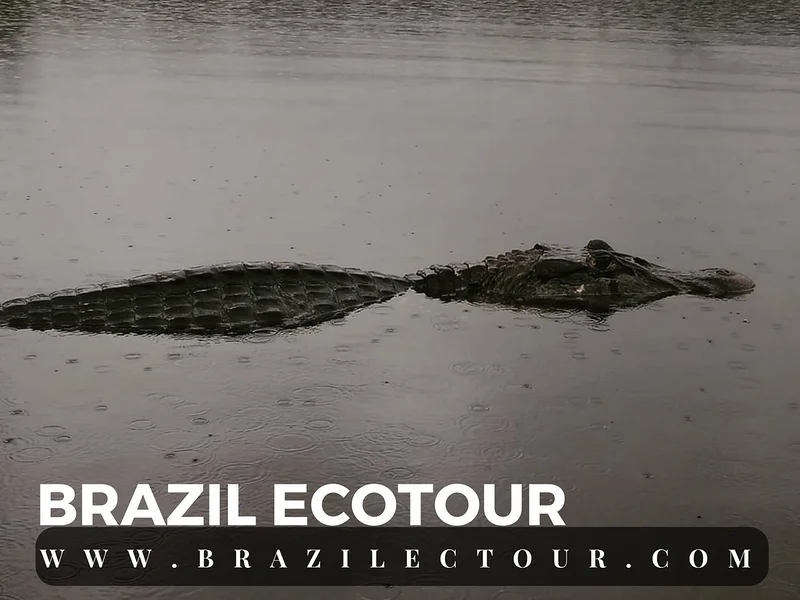 circuit foret amazonienne — Rencontre des eaux (Brésil)
