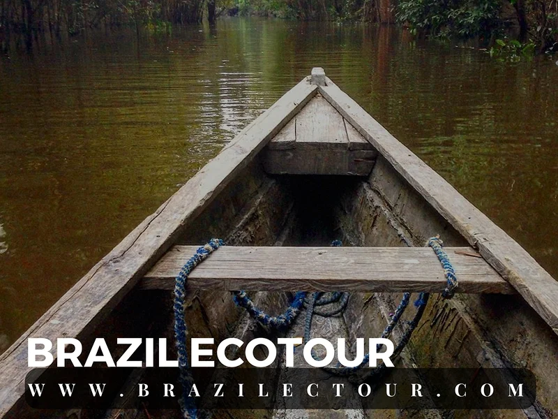 circuit foret amazonienne — Rencontre des eaux (Brésil)