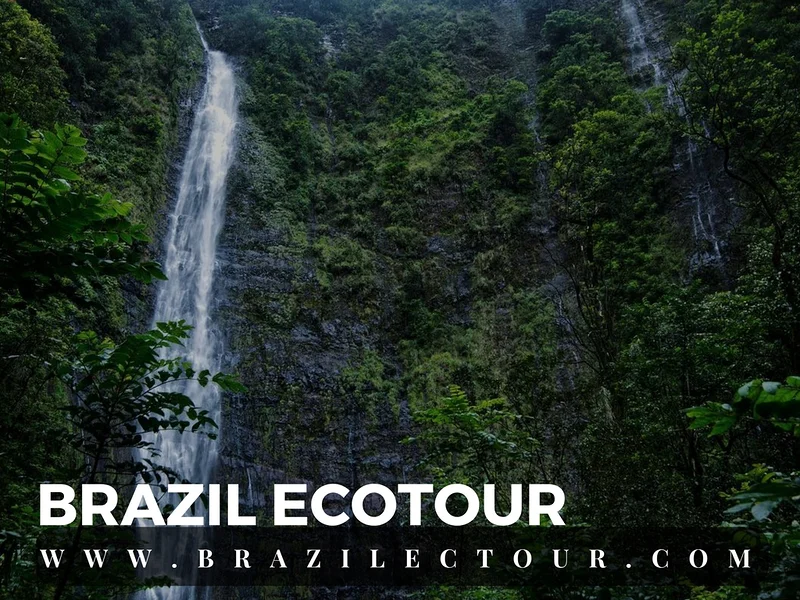 circuit foret amazonienne — Rencontre des eaux (Brésil)
