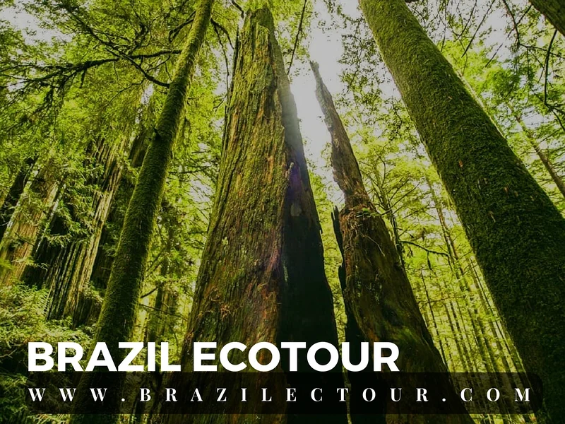 circuit foret amazonienne — Rencontre des eaux (Brésil)