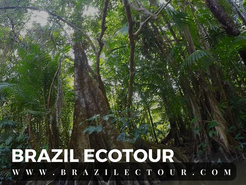 circuit foret amazonienne — Rencontre des eaux (Brésil)