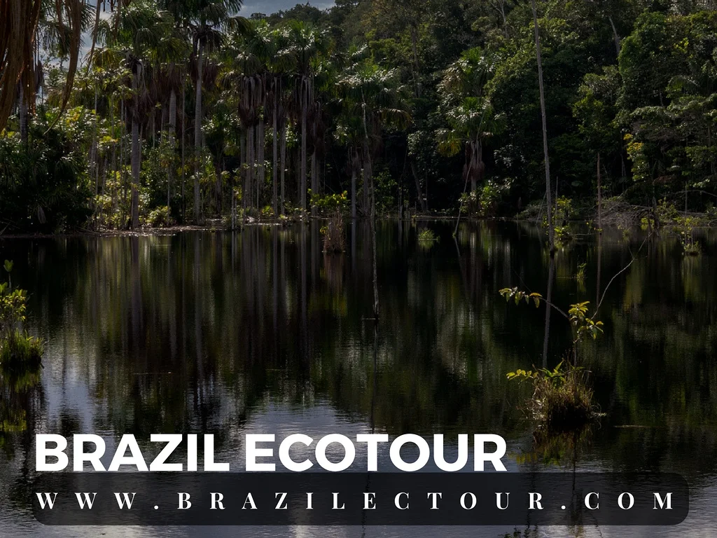 circuit foret amazonienne — Rencontre des eaux (Brésil)