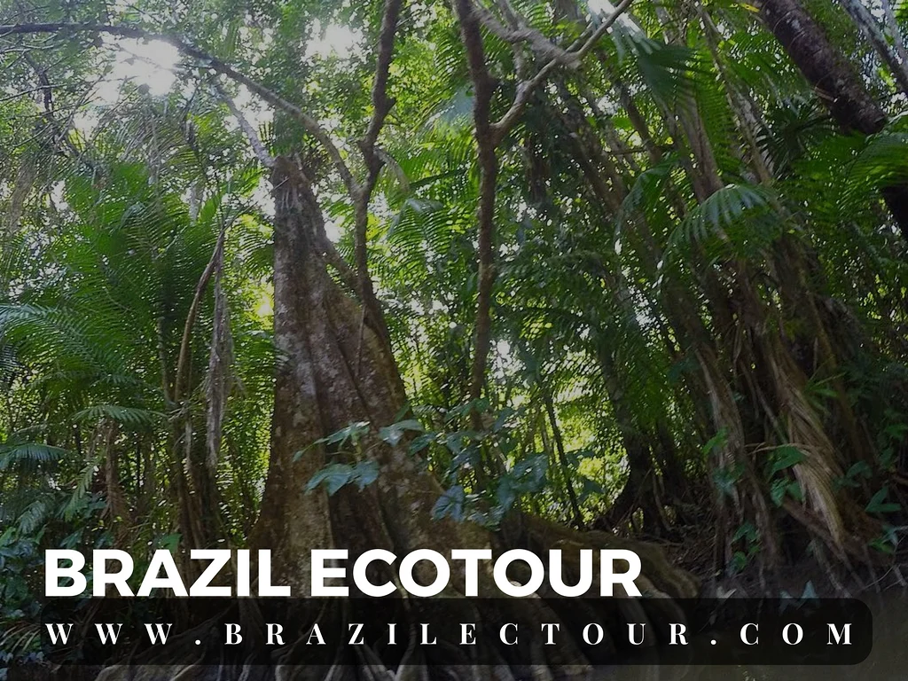 circuit foret amazonienne — Rencontre des eaux (Brésil)