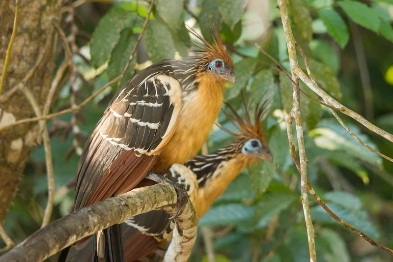 Amazonie 7 (Bolivie)