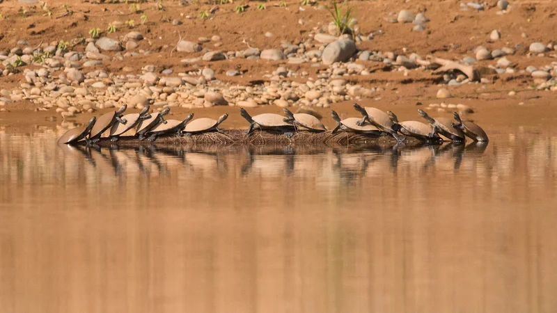 Amazonie 8 (Bolivie)